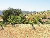 Ridge June 2003 018